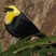 Yellow-hooded Blackbird